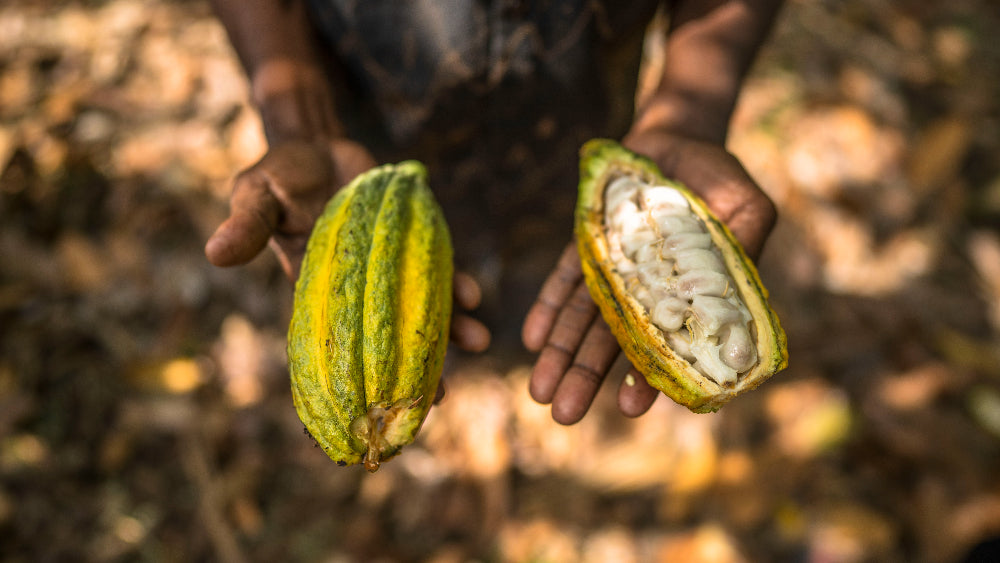 Ugandan chocolate farmer with Moka Origins Lemon Ginger Bar
