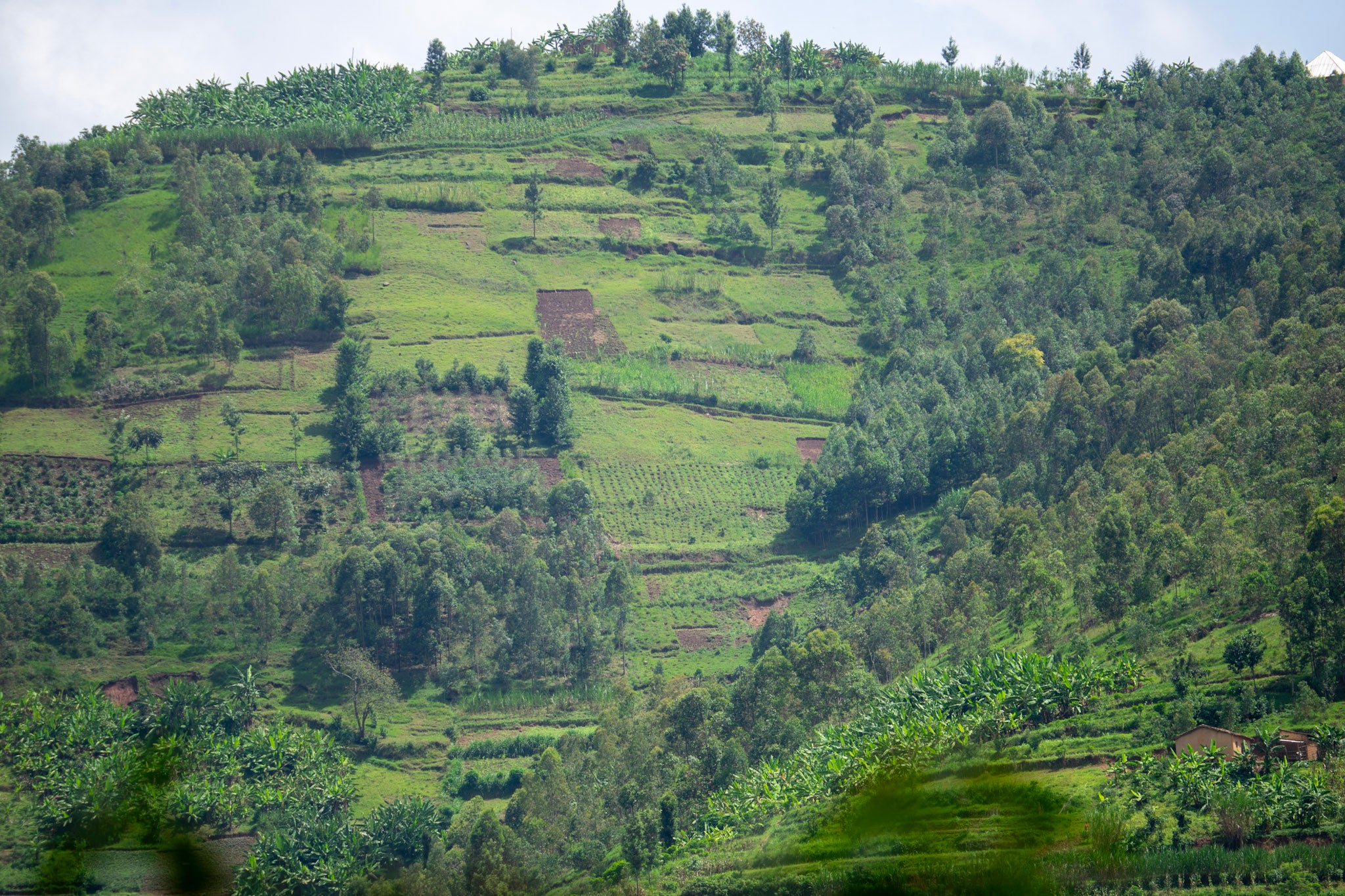 Rwanda Coffee and Lake Tivu